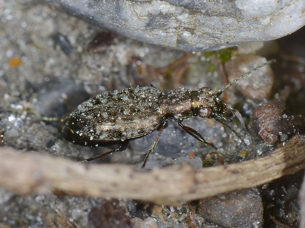 Asaphidion caraboides